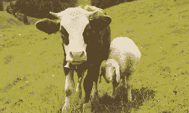 农村养羊和养牛