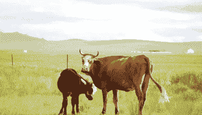 养牛与养羊对比