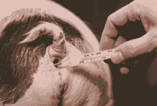 产后母猪怎么量体温啊