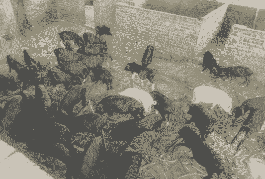 养羊养牛养鸡养鱼