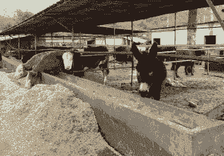 养牛养马养羊养驴养猪