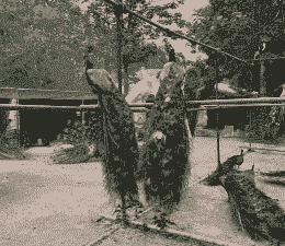 养羊养牛养孔雀养什么好