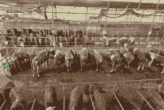 养猪养羊养马养牛养鱼