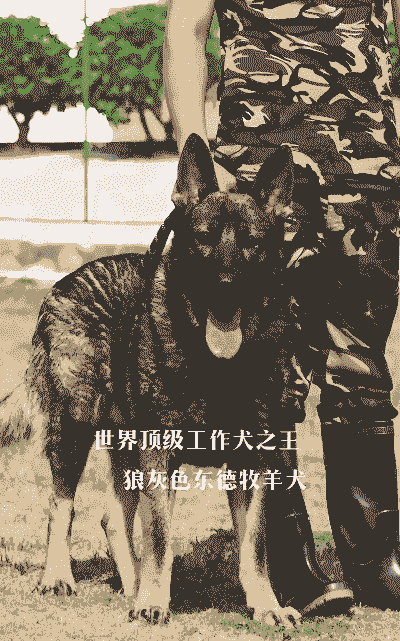 养羊养牛养什么犬最好养