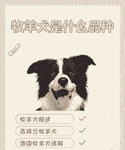 养羊养牛养什么犬好养