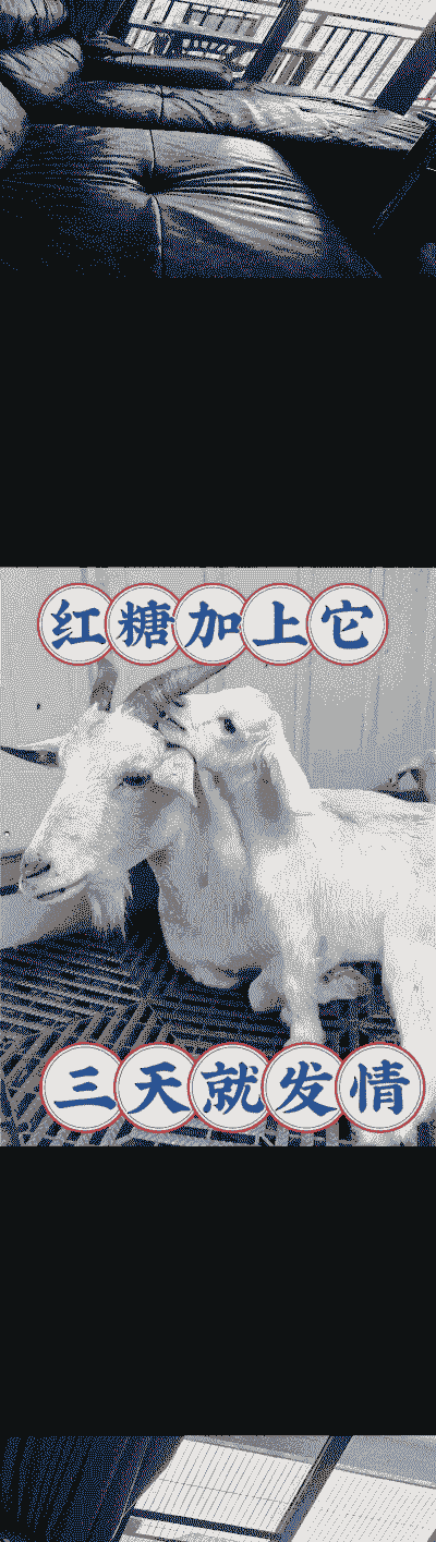 养羊和养牛哪个容易养