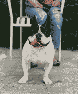 养羊养牛养什么犬好