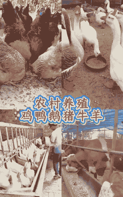 养牛养鸡养羊养鸭养鹅