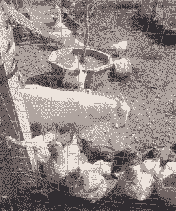 养鸡养狗养鸡养羊养牛