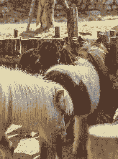 养猪养马养牛养羊养鱼