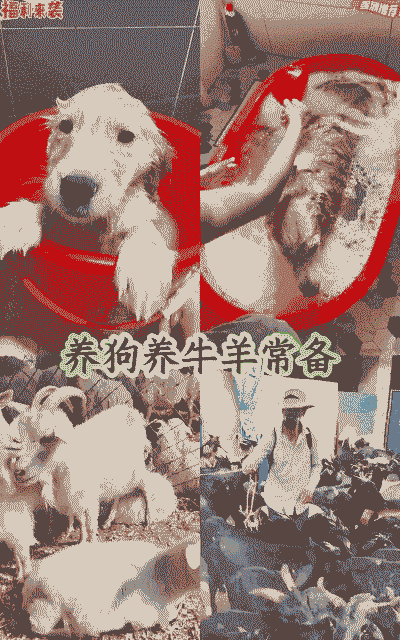 养马养狗养羊养牛好吗