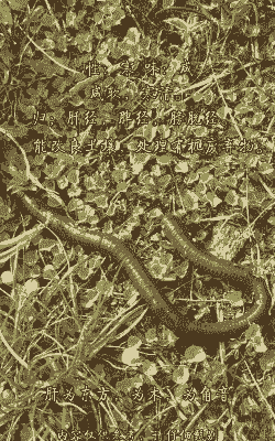 养牛养羊养蚯蚓养什么品种