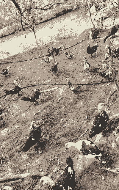 养羊养牛养鸡养鹅养鱼