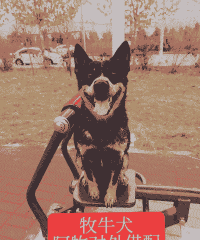 养羊养牛养什么犬合适