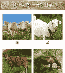 养羊和养牛和养驴