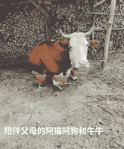 养牛养羊养猪养狗养猫