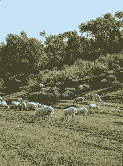 去哪里养牛养羊最好