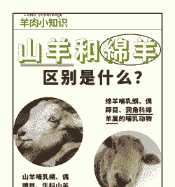 养羊行还是养牛行