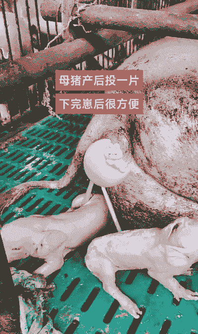 母猪生产后可以喂鸡蛋吗