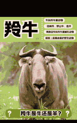 养牛还是养羊哪个好