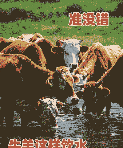 养牛还是养羊方便些