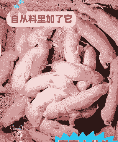 母猪生产后几天可以吃鱼