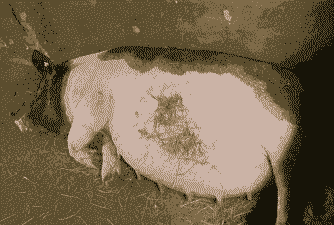 母猪产后7天肚子涨气