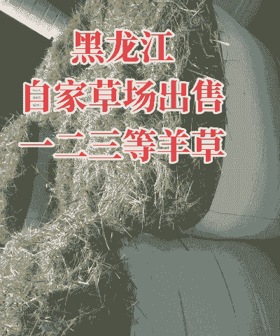 种草养牛还是养羊好