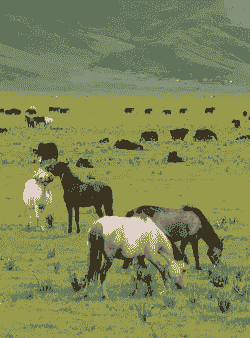 草原上养牛养马羊