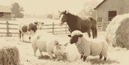 养猪和养羊和养牛