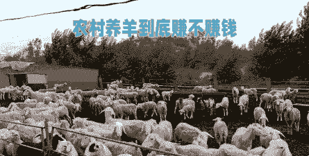 养牛还是养羊赚钱多