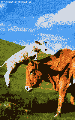 养羊和养牛的对比