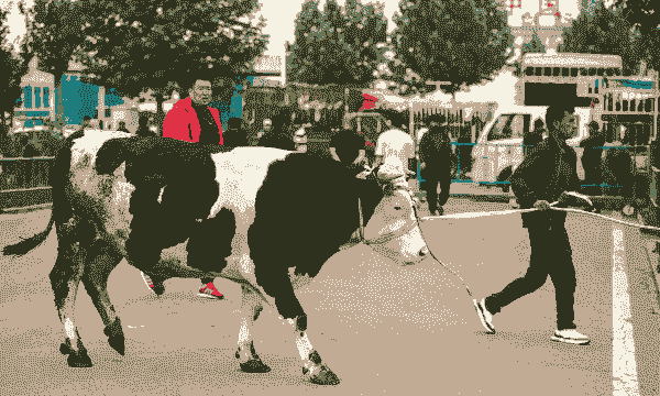 伊犁养羊还是养牛多些