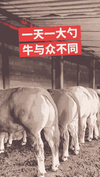 养羊和养牛哪个厉害