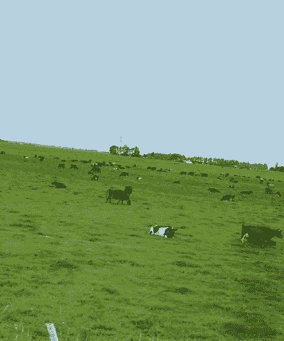 新西兰是养牛还是养羊