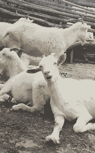 养牛养羊养猪哪个好