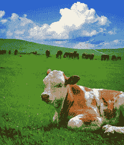 养牛应该养什么羊好呢