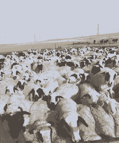 蒙古养羊还是养牛好