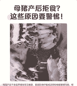 老母猪产后不吃为什么