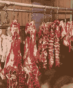 养牛养羊都吃什么