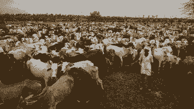 印度为啥养牛养羊多