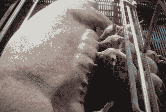 母猪产后几天可以打风扇