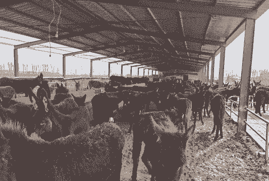 养驴养羊还是养牛好养些