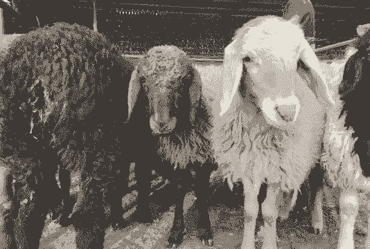 到新疆养牛养羊行吗