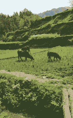 老人养猪养牛养羊养鸡