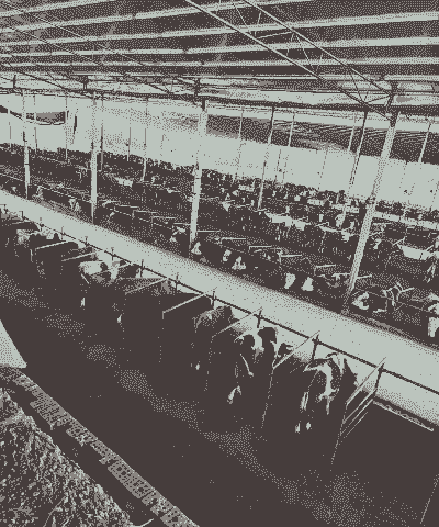 沈阳养羊养牛基地在哪