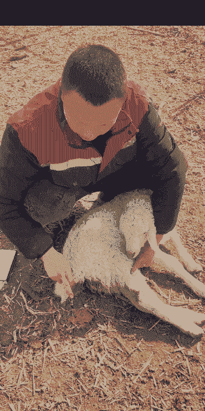 农村人养牛还是养羊