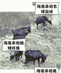 海南养牛还是养羊好