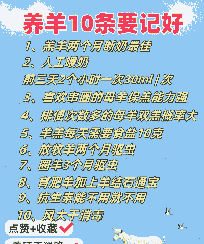 甘肃养羊怎样养牛的羊好