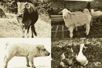 养牛养羊养猪养鸡养鸭